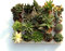 20 suculentas naturales, raras y coleccionables, sin espinas, una diferente de la otra, 5,5 cm. Producción de Viggiano Cactus