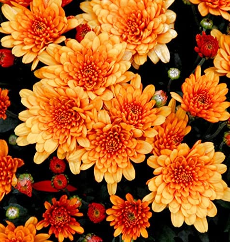 Winteraster Herbstbrokat - Chrysanthemum Indicum - Gartenpflanze