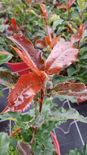 Photinia Magical Volcano® 'Kolmavoca' / Godet