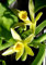 Neue frische 90 Stück Vanille-Orchideen-Blumensamen