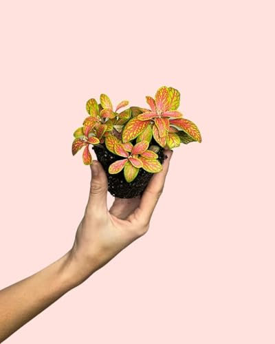 Fittonia Fusion Mini | Planta Natural Terrario | Pur Plant