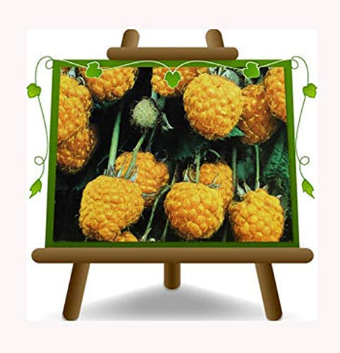 EURO PLANTS VIVAI Lampone Giallo Biferi - Pianta da Frutto su Vaso ø 15~20 cm - Altezza 150~170 cm - Età 2 Anni