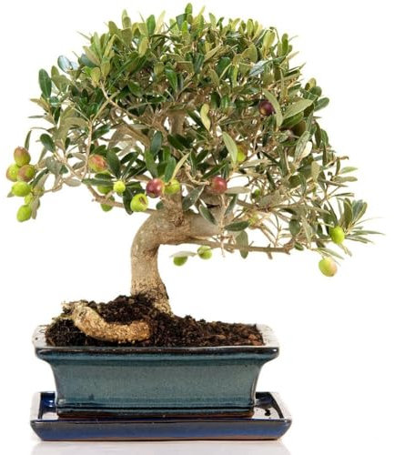 5 pezzi di olivo Olea Europaea semi di piante ornamentali giardino cortile bonsai decor semi da giardinaggio per piantare ora