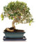 5 pezzi di olivo Olea Europaea semi di piante ornamentali giardino cortile bonsai decor semi da giardinaggio per piantare ora