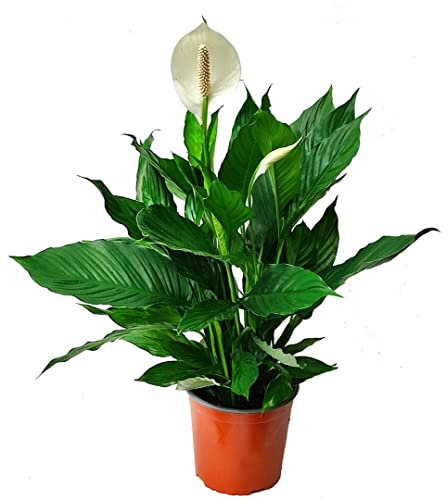 Spathiphyllum wallisii - Einblatt blühende luftreinigende Zimmerpflanzen im 17 cm Topf