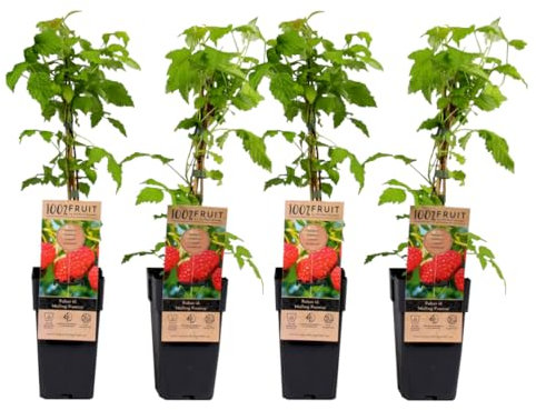 Plant in a Box - Rubus Idaeus - Set of 4 - Malling Promise Raspberry - Height 50-60cm - Raspberry Bush - Pot 15cm