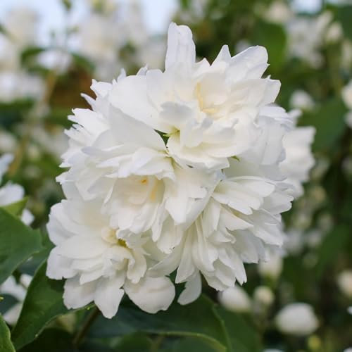 GreenboutiQ - Jasmin des paysans - Philadelphus Snowbelle - Fleur Blanche - 1 Plante - Feuillage Caduc - Peu d'Entretien - Pot 17cm Hauteur 45cm