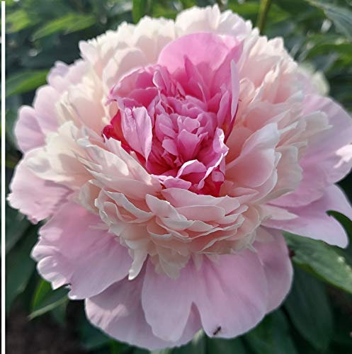 Nadia Pfingstrose, 3 Wurzeln