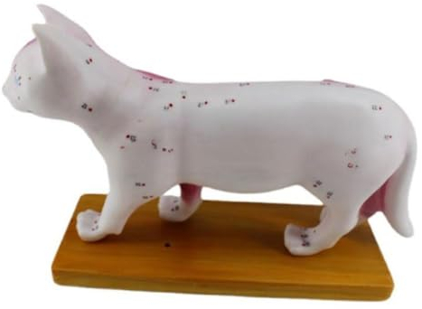 XINYIN Anatomisches Modell Katze für Krankenhauslabor Zubehör Unterricht Modell Anatomie Katze für Akupunktur und Moxibustion Modell Anatomie Katze Modell Anatomie Katze Modell