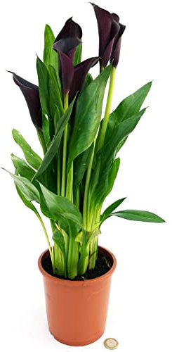 CALLA NERA, VASO 14 CM DIAMETRO, Pianta vera