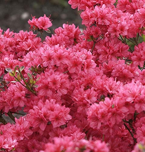 Japanische Azalee Hot Shot Variegated 20-25cm - Rhododendron obtusum - Zwerg Alpenrose - lebende Gartenpflanze aus den Baumschulen