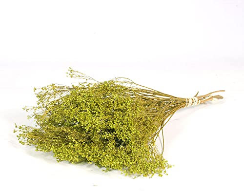 FloristryWarehouse Dyed Bunch of Dried Broom Bloom 40cm/15 Inches Green