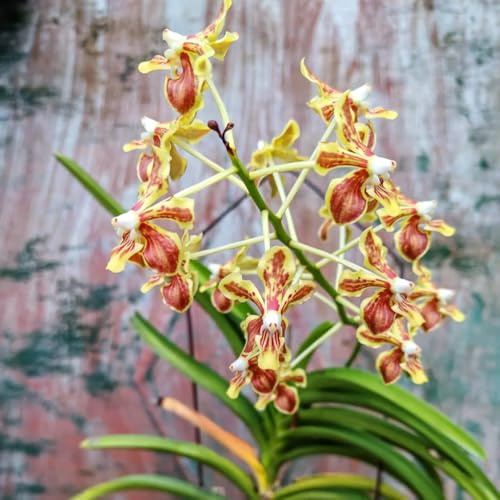 vanda orchidee, balkon deko wildblumen orchideen winterhart luftreinigende zimmerpflanzen 500samen