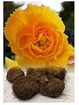 5 Double Yellow Begonias Tuberous Bulbs/Corms for Garden & Tubs Stunning Summer Plant : - by GARTHWAITE NURSERIES® : - UK Stockist
