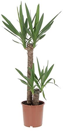 KENTIS - Yucca - Tronchetto della Felicità - Piante Vere Grasse Succulente da Interni - Pianta Ornamentale da Appartamento - H 80-90 cm Vaso Ø 19 cm