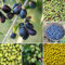 15 pcs Oliven Samen Winterhart Olivenbaum, obst samen plant winterharte stauden mehrjährig Olivenbaum Samen Kaufen - pflanzen samen obstbäume säulen obstbäume bio saatgut, alte sorten