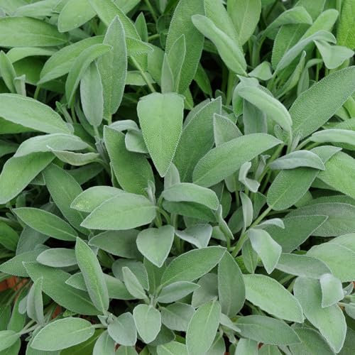 Perfect Plants - Sage Plant in a 13cm Pot Garden Ready Herb Plant