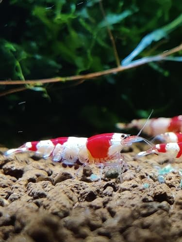 Garnelenglück - Garnelen in diversen Farben und Muster - 5 Stück (Red Bee - Caridina - rot/weiß)