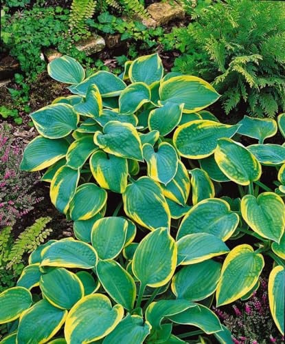 Funkie 'Samurai' im Topf Hosta sieboldiana winterhart Bodendecker