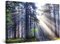 Startonight Bilder Licht in der Wald, Leinwandbilder Moderne Kunst, Natur Wanddeko Kunstdrucke, Wandbilder XXL Wohnzimmer Groß Wand Bild 80 x 120 cm, Tag Nacht Effekt, Elegante Geschenkidee Wand