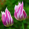 Tulpenzwiebeln, Winterhart MehrjäHrig,Gartenpflanzen, Winterhart，Hydrokultur,Tulpen Zwiebeln MehrjäHrig,Gartenliebhaber,SchöN,Blumenzwiebeln,Tulpen-5zwiebeln-A