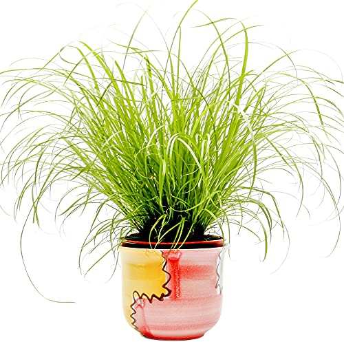 Cyperus Zumula - Katzengraß | Ideale Unterstützung für die Katzenverdauung | 20-30cm getopft