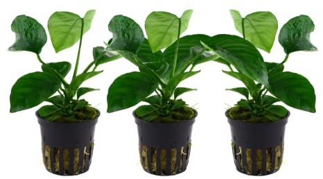 AquaOne Aquarium Pflanze 3 Stück Anubias barteri caladiifolia I Wasserpflanze Aquariumpflanze Wurzelstock/Rhizom voll durchwurzelt einfach pflegeleicht Aquascaping Dekoration