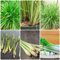 150 pcs zitronengras samen mehrjährig - Cymbopogon citratus - exotische pflanzen samen, biosaatgut zitronengras pflanze kaufen winterharte pflanzen für balkon, seltene samen heilkräuter