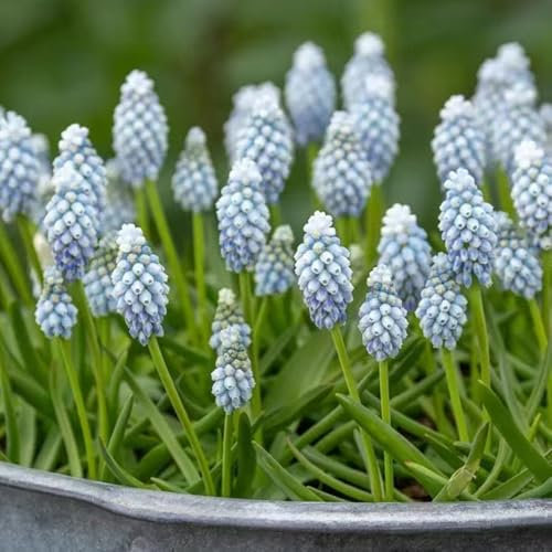 hyazinthen pflanzen - zwiebeln frühblüher zwiebeln zimmerpflanzen bonsai topf balkon pflanze kübelpflanzen gartenblumen hyazinthen zwiebeln balkonpflanzen winterhart dekopflanzen 5pcs