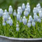 hyazinthen pflanzen - zwiebeln frühblüher zwiebeln zimmerpflanzen bonsai topf balkon pflanze kübelpflanzen gartenblumen hyazinthen zwiebeln balkonpflanzen winterhart dekopflanzen 5pcs