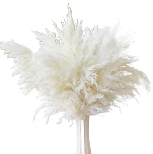 ApuaVireo&Co Pampas Grass Large 5pcs Large Pampas Grass Dye Flowers Black Reed Flores For Living Room, Shop, Meeting Decortion(White)