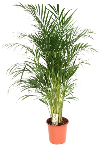 Trendyplants - Areca Palme - Goldpalme - Zimmerpflanze - Höhe 150-170 cm - Topfgröße Ø24cm