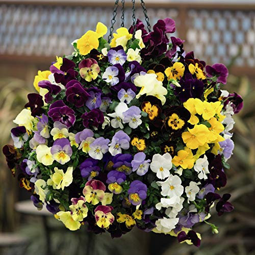 Viola x Wittrockiana Outdoor Garden Flower Plant Pot Pansy ‘Cool Wave Mixed’, Hardy Perennials x36 Plugs by Thompson and Morgan (36)