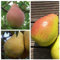 FamilienbaumTrio Birnenbaum Clapps Liebling - Williams Christ - Gute Luise
