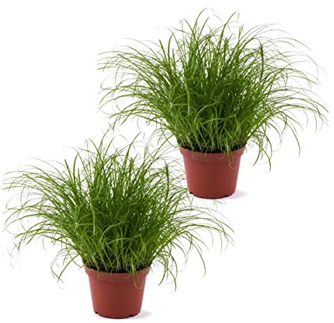 Dos Unidades de Hierba de Gato Planta Gatera Natural Ideal para Gatos y Otros Animales