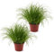Dos Unidades de Hierba de Gato Planta Gatera Natural Ideal para Gatos y Otros Animales