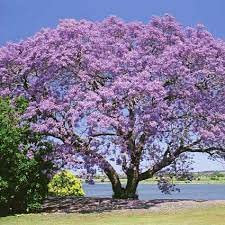 30 Semillas de Jacaranda (Jacaranda Mimosifolia)