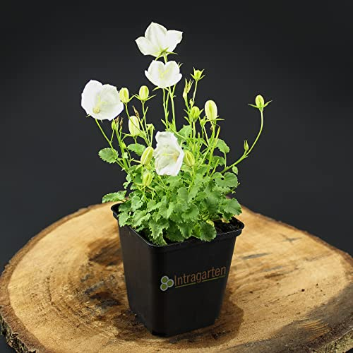 5 Stück Campanula carpatica white Clips von Intragarten niedrige Glockenblume im Topf