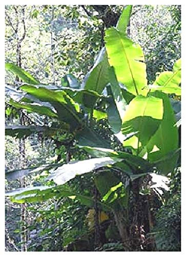 TROPICA - Bananier de l’Himalaya (Musa sikkimensis syn. M. hookeri) - 5 graines- Résistant au froid