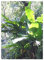 TROPICA - Bananier de l’Himalaya (Musa sikkimensis syn. M. hookeri) - 5 graines- Résistant au froid