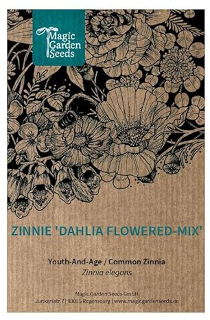 Zinnia 'fior di dalia in miscuglio' (Zinnia elegans) circa 80 semi di questo fiore annuale estivo pianta da nettare e pascolo per api fiore reciso