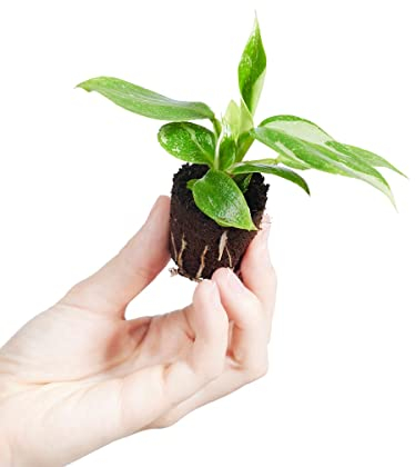 PLNTS - Baby Philodendron Philodendron White Princess - Zimmerpflanzen, Pflanzen Echt, Nachhaltige Verpackung - 2cm Stecklinge - Höhe 8cm - Direkt von der Gärtnerei
