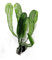 Aponogeton Madagaskar Wurstzwiebel Madagascariensis Lace 1 Lebende Aquariumpflanze Pet Supplies tkpf
