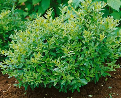 Liguster 'Lodense' 30-40 cm Topf Ligustrum vulgare Heckenpflanze winterhart | Kugelig kompakter Wuchs, weiße duftende Blüten Mai bis Juni, sonnig bis schattig, niedrige Hecke, winterhart bis -25 °C