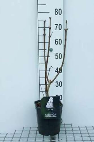 Syringa vulg. 'Beauty of Moscow' - Lilas Commun 'Beauty Of Moscow' 50-60 cm en pot