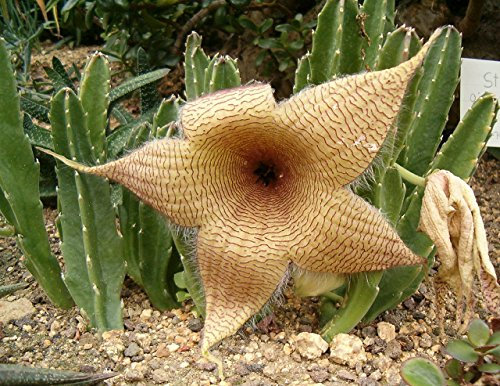 Stapelia Gigantea ~ Incredibile Giallo Carrion ~ enormi succulente Molto raro 3 Semi ~