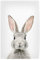 artboxONE Poster 30x20 cm Tiere Baby Bunny hochwertiger Design Kunstdruck - Bild Bunny Rabbit
