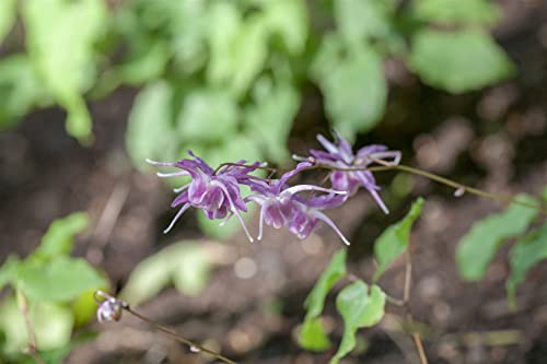 Epimedium grandiflorum 'Lilafee' ca. 9x9 cm Topf - Elfenblume, lila Blüten, Blütezeit April-Mai, ideal für schattige Beete, pflegeleicht und winterhart