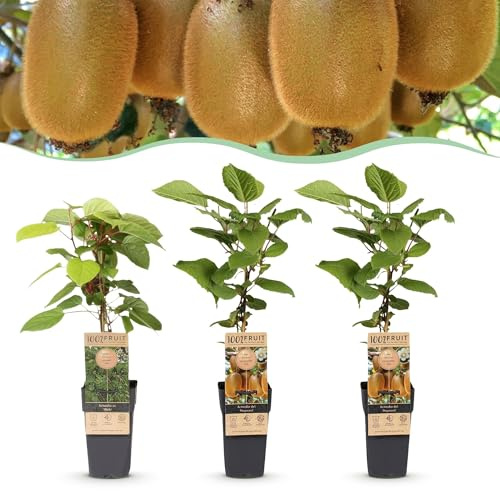 Green boutiQ - Obstpflanze - Actinidia Weiki & Hayward - Kiwi-Pflanze - 1 Männliche - 2 Weibliche - Pflanzen - Grün - Topf 15cm - Höhe 50cm