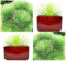 ZECHONDRA New Fresh 20 Stück Grüne Agave Stricta Pflanzensamen